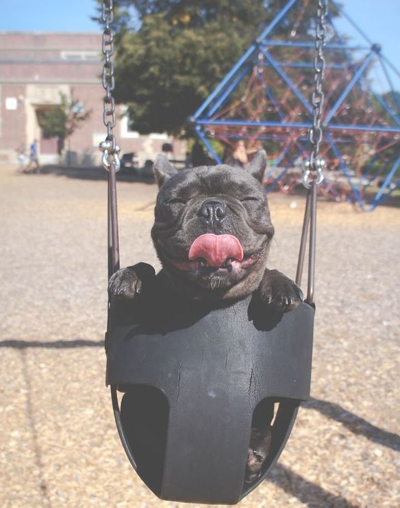 Black Dog in Swing at the park